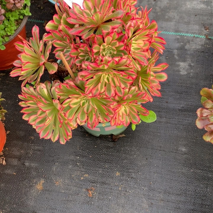 艺****612红铜多肉植物特价