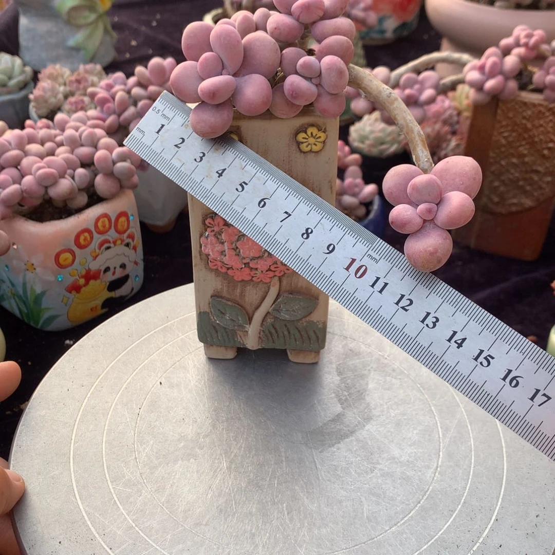 61号不带盆偏远的不包邮的