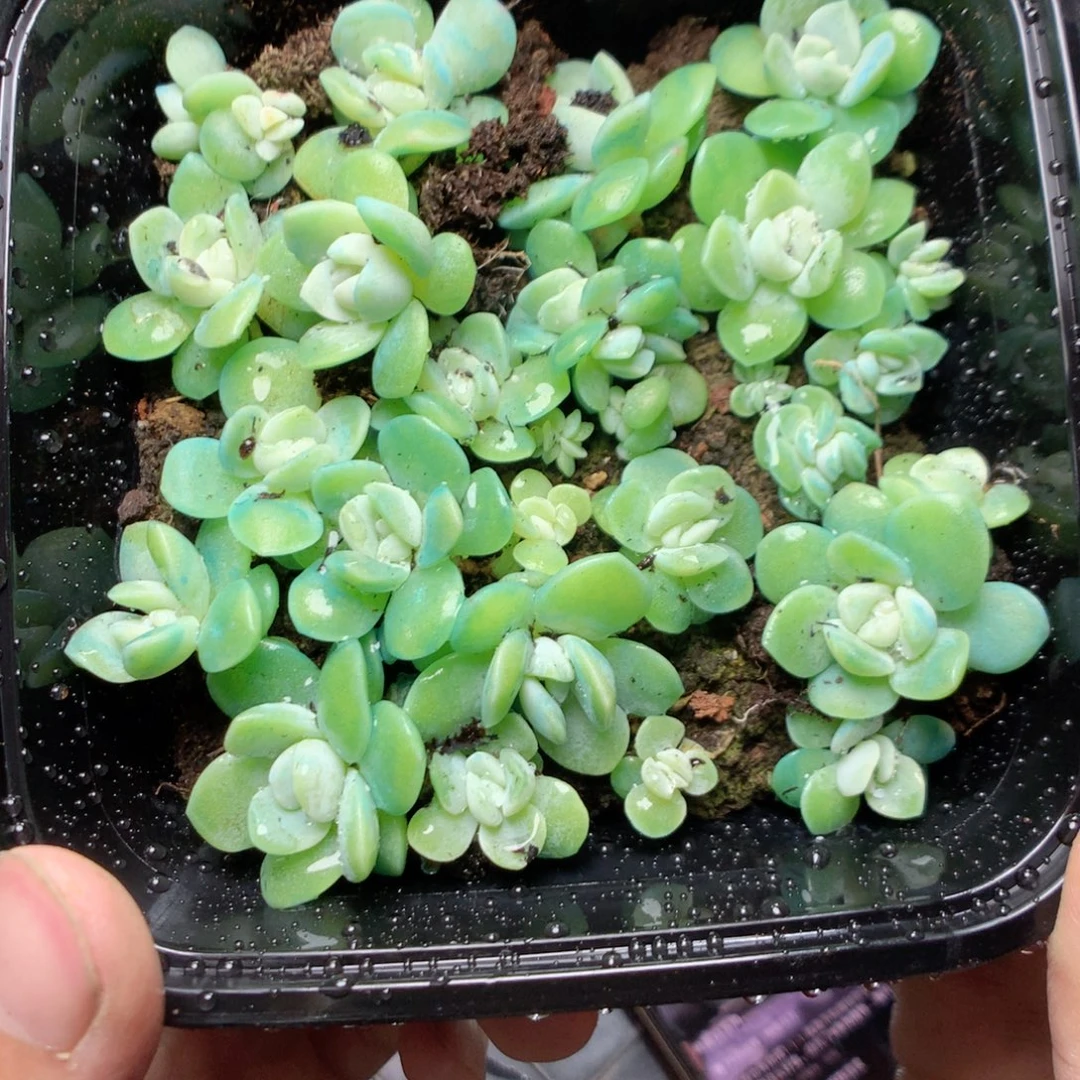 无花朵W117yttytttt