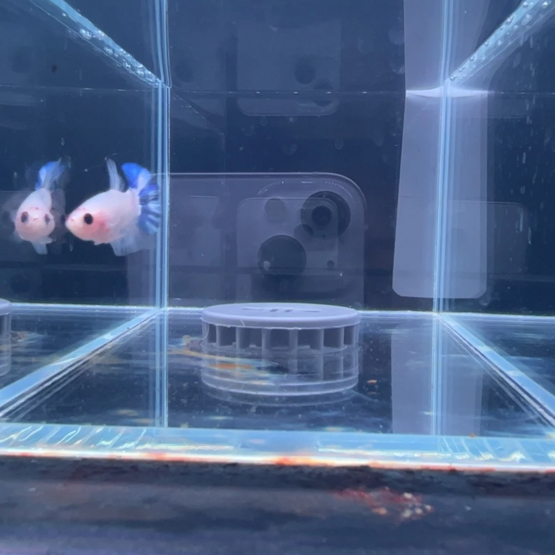 斗鱼泰国斗鱼006号