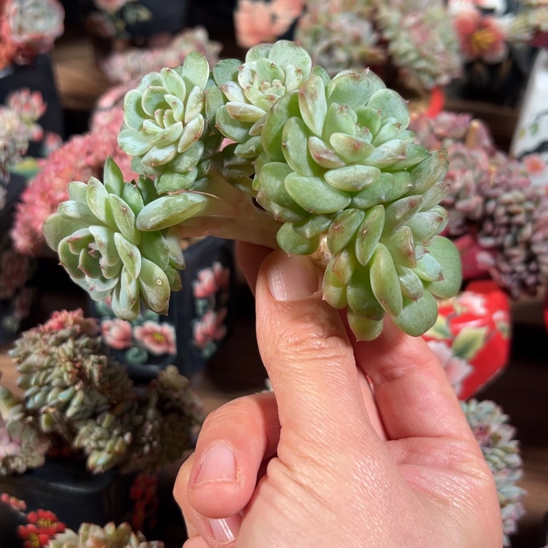 新年快乐 新年快乐 新年快乐