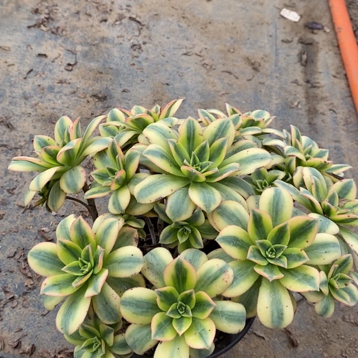 星爆多肉植物33。