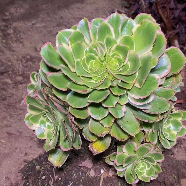 多肉植物保护研究所