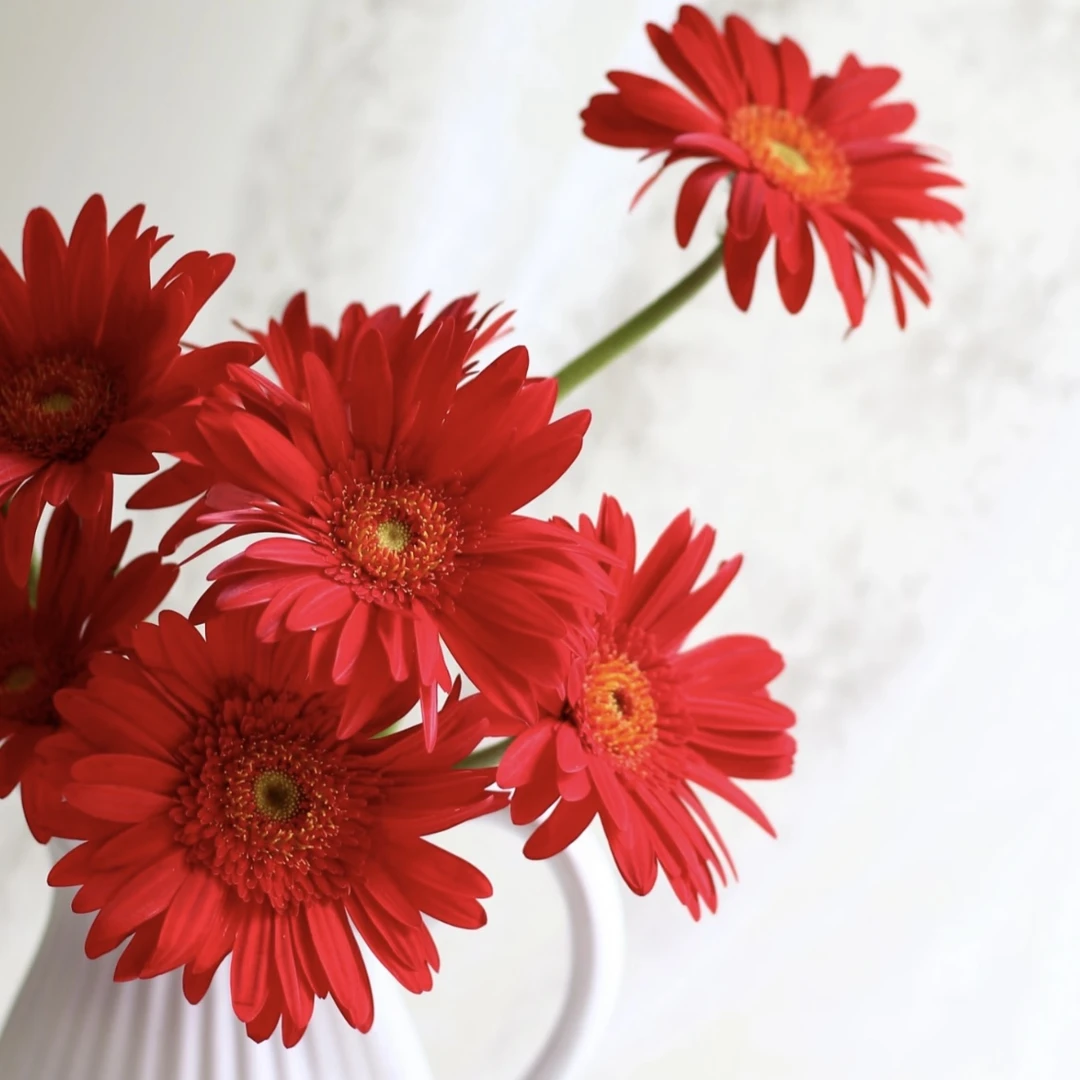 非洲菊红色盆栽多年生易爆花新手易养护喜阳植物