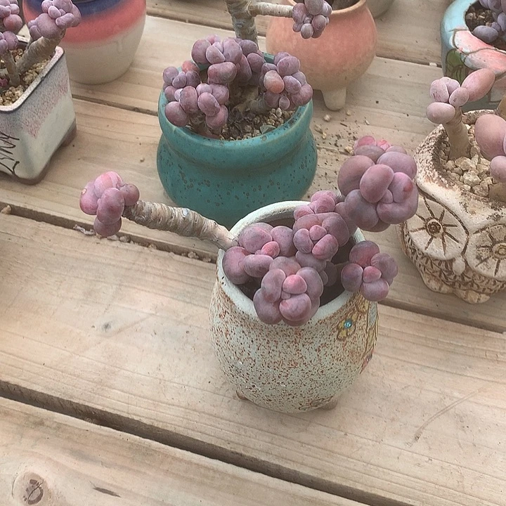 兔去咯我装修我天一去了姐姐