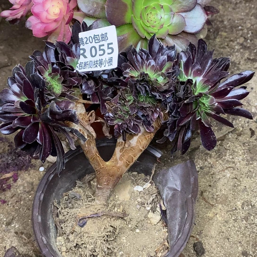 055欧紫缀化多肉法师锦