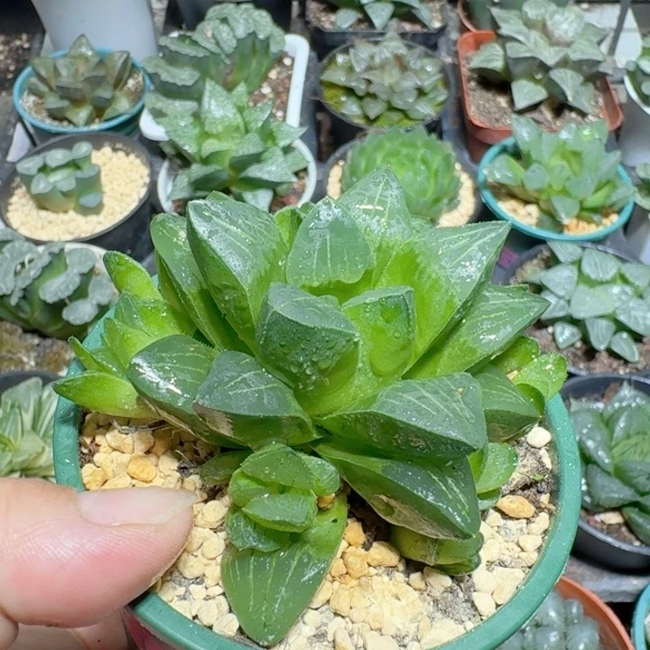 十二卷玉露姬寿群