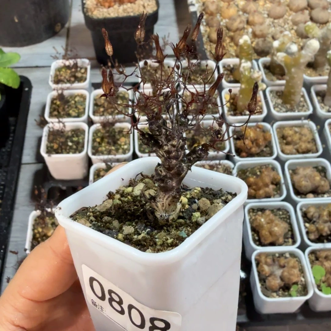 辰***蛰黑曼巴808仙人掌球