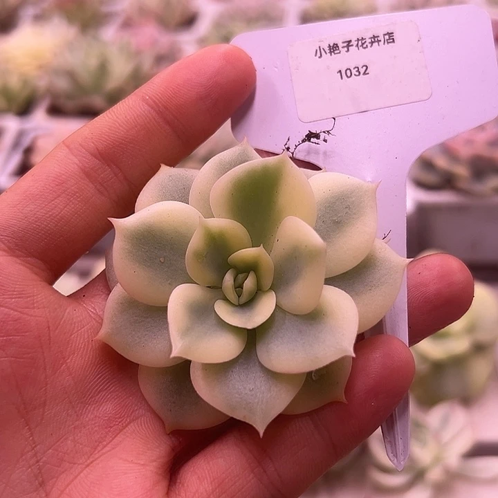 1032号三文鱼锦多肉