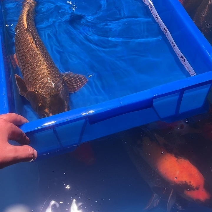 中***梦锦鲤锦鲤古黄金1条