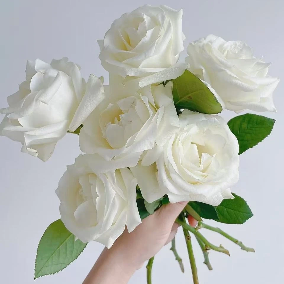 骄傲白玫瑰--【到货需要醒花，不会的联系客服】