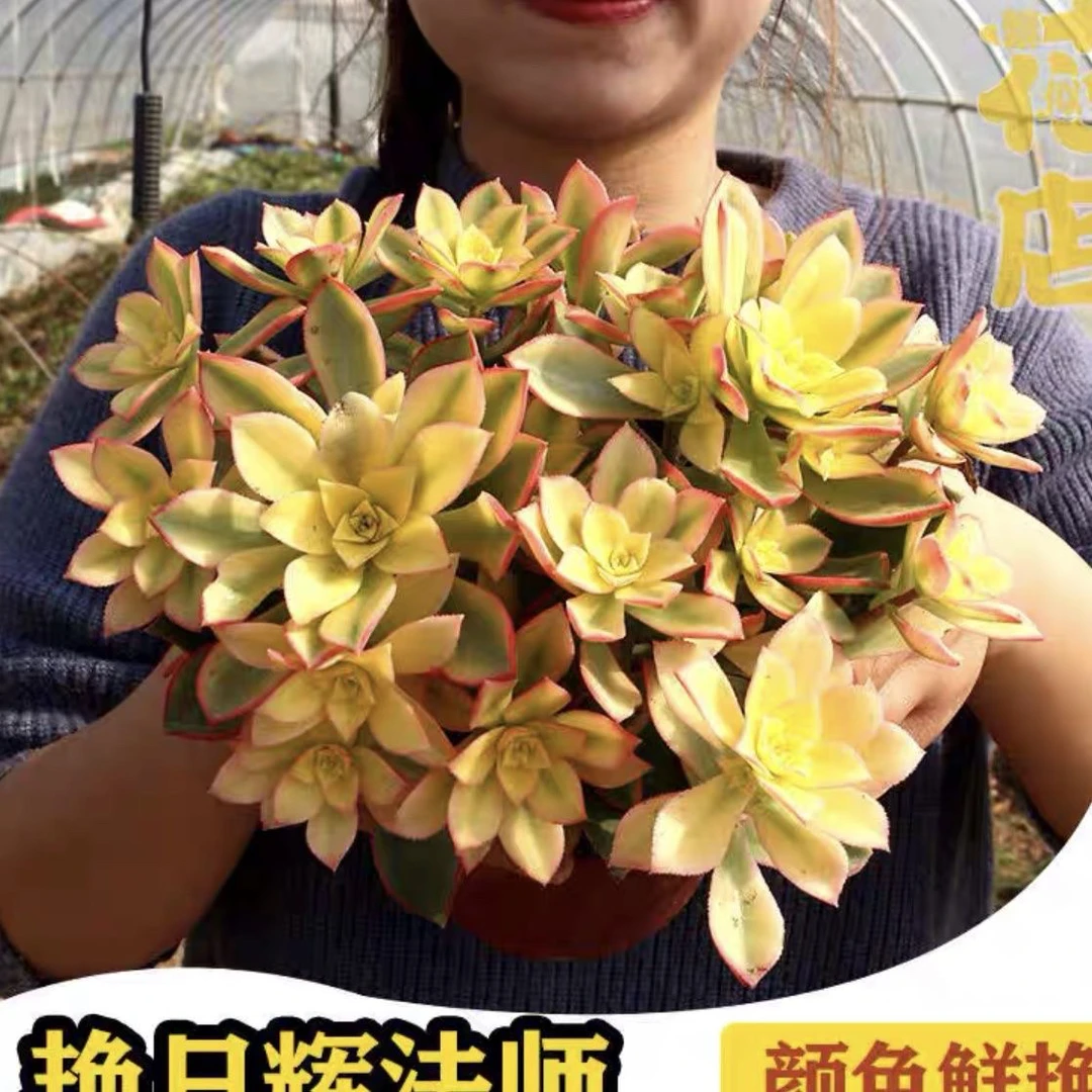 艳日辉多肉群生艳日灰多头盆栽办公室阳台绿植防辐射净化空气老桩