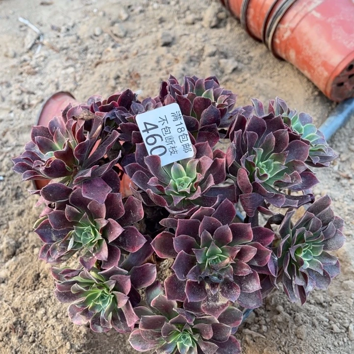 460金丝雀绣球2号