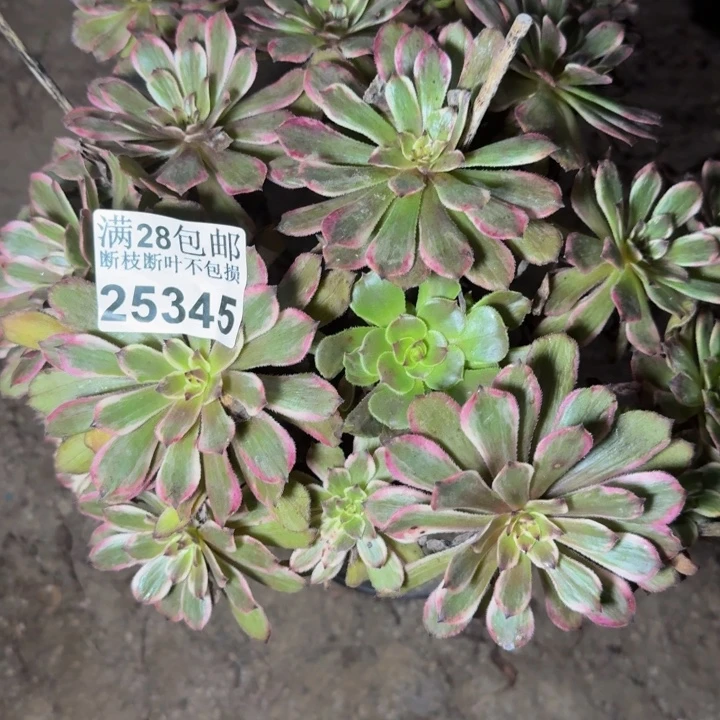 25345紫霞多肉植物
