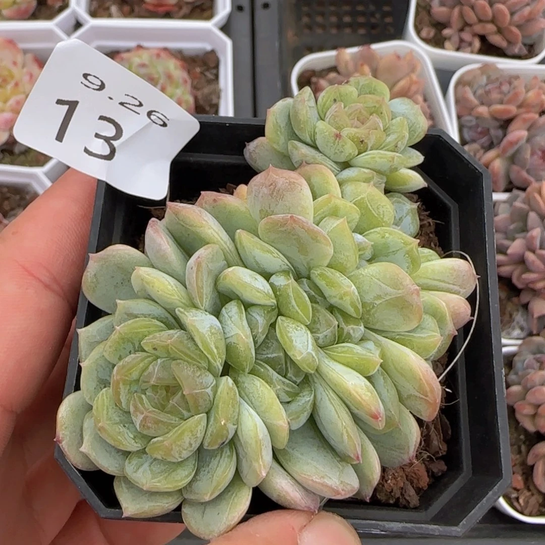 白色恋人六头朵朵缀一颗