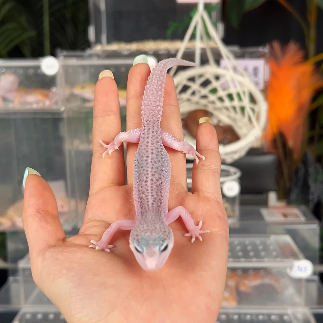 豹纹守宫银河sgc01