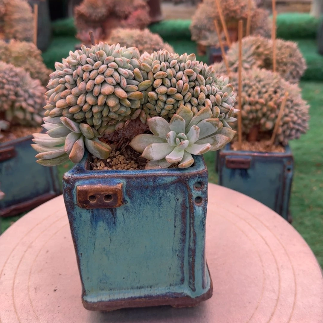 星影树缀无砍多肉