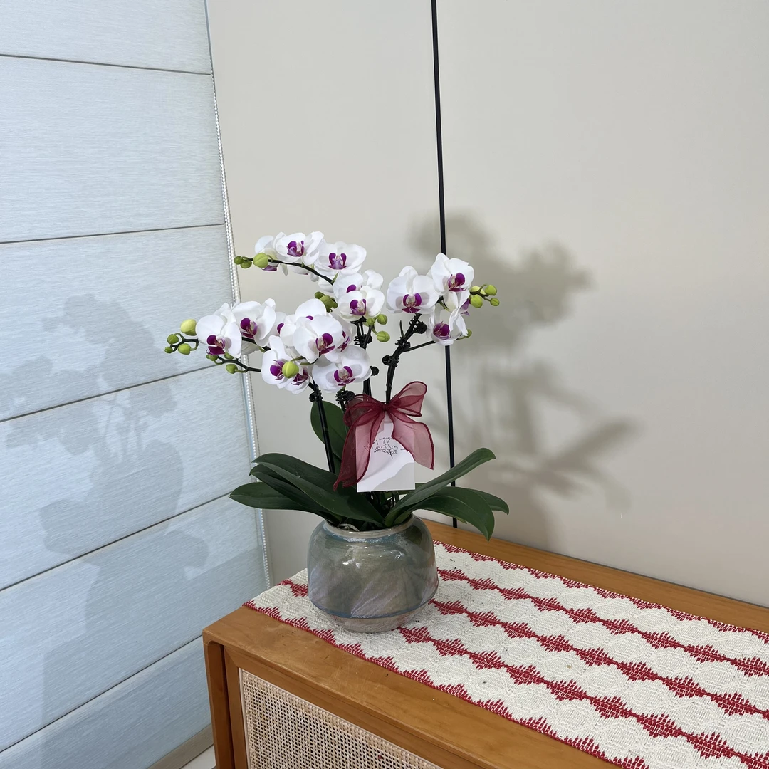 【雪玉】白色系高级感桌面款蝴蝶兰 植株高耐养懒人观花