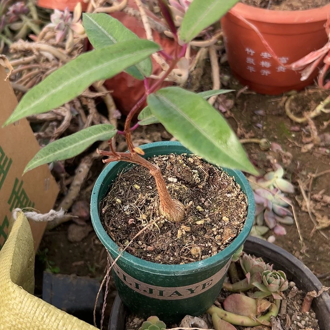 多肉植物紫背罗摩
