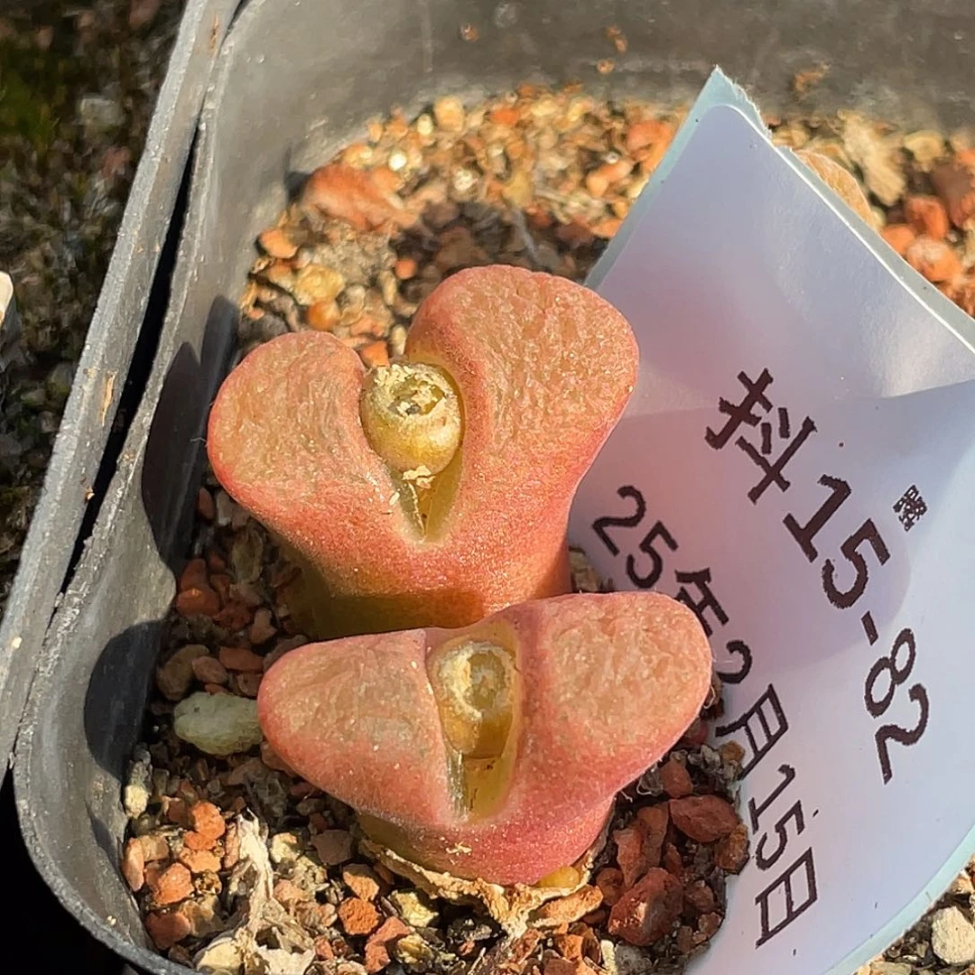 15-82混合编号风铃肉锥