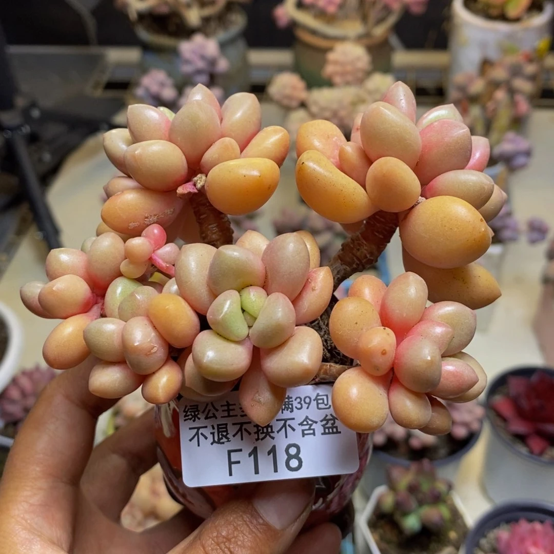 118先锋派多肉7c m