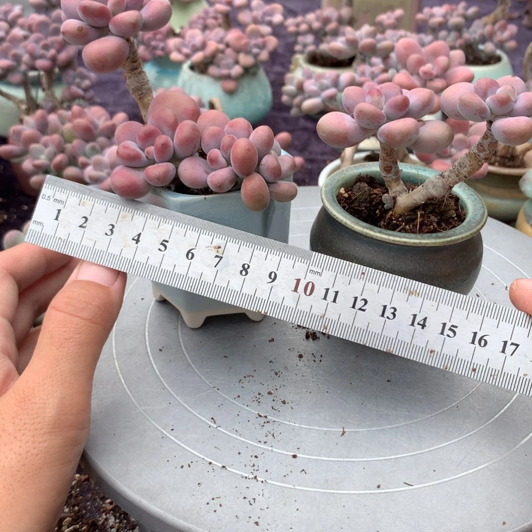2颗带盆偏远地区不包邮的