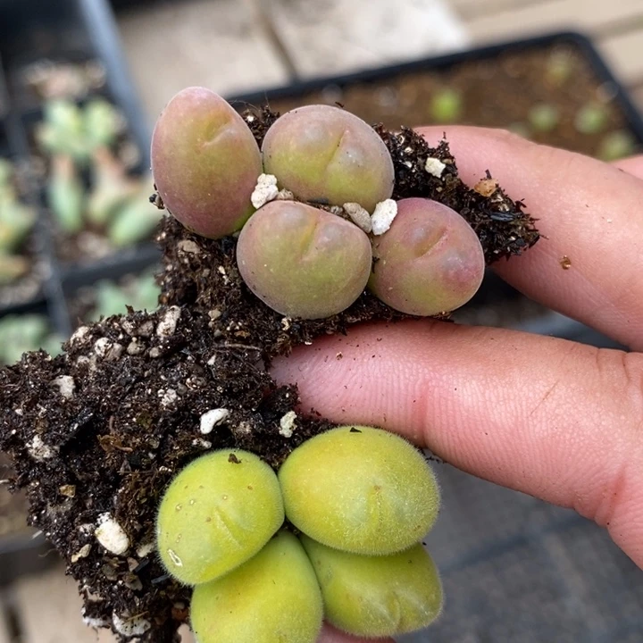 1946两颗一组两颗