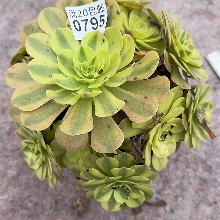 0795雨荷多肉植物