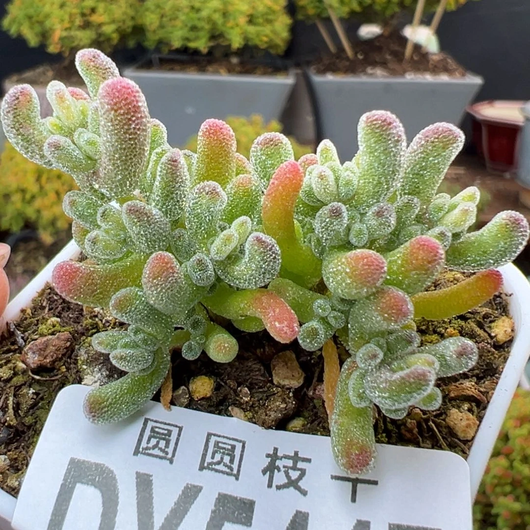 dy5447直杆双叉冰晶锦冠幅4cm
