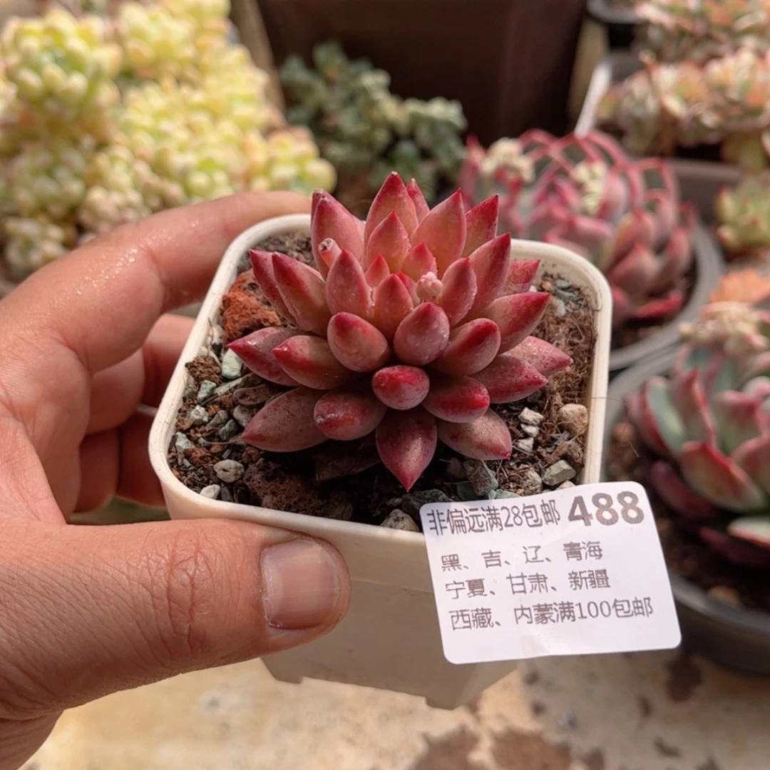 【闪购商品】488虞美人