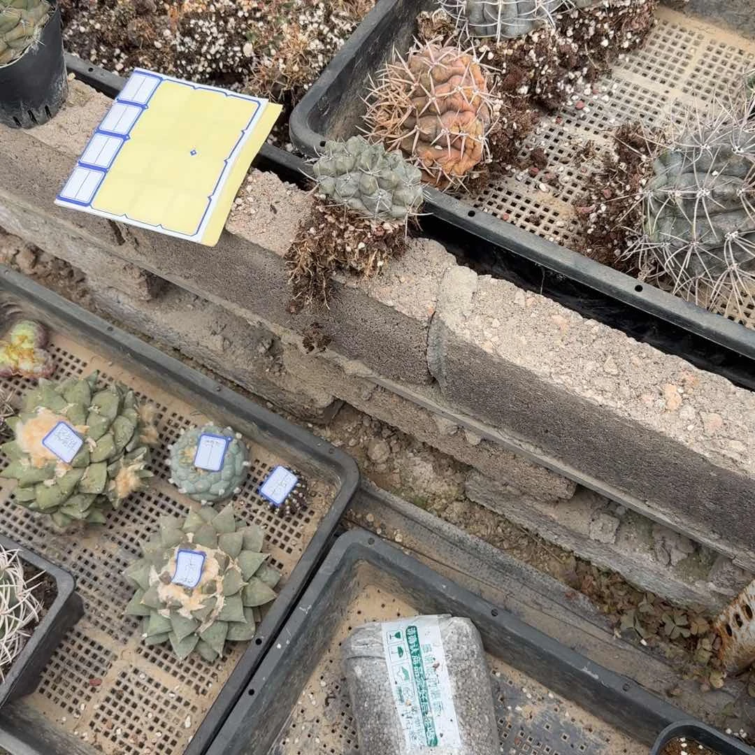 慕*多肉植物多肉植物