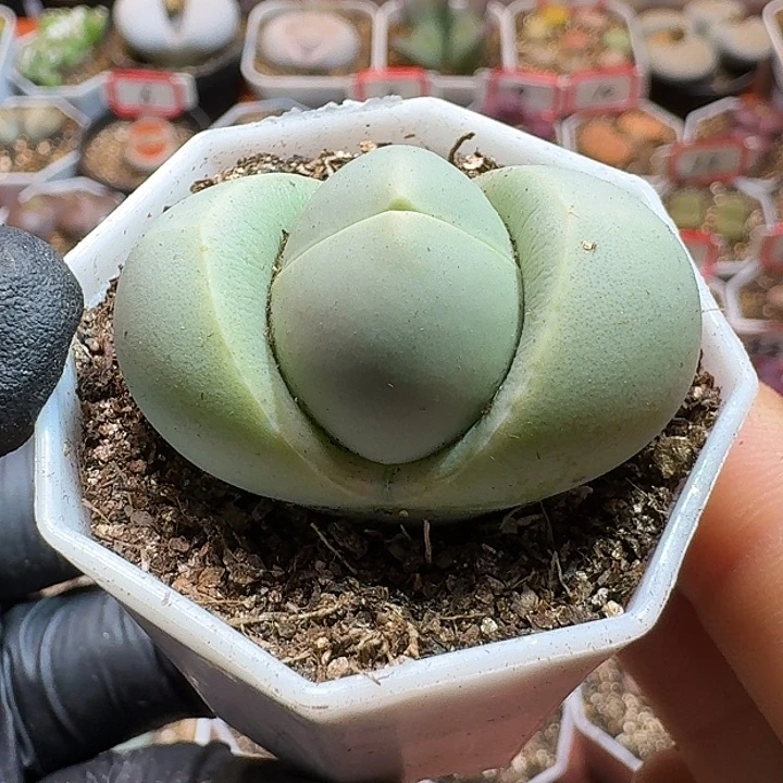 生石花111111111。    111