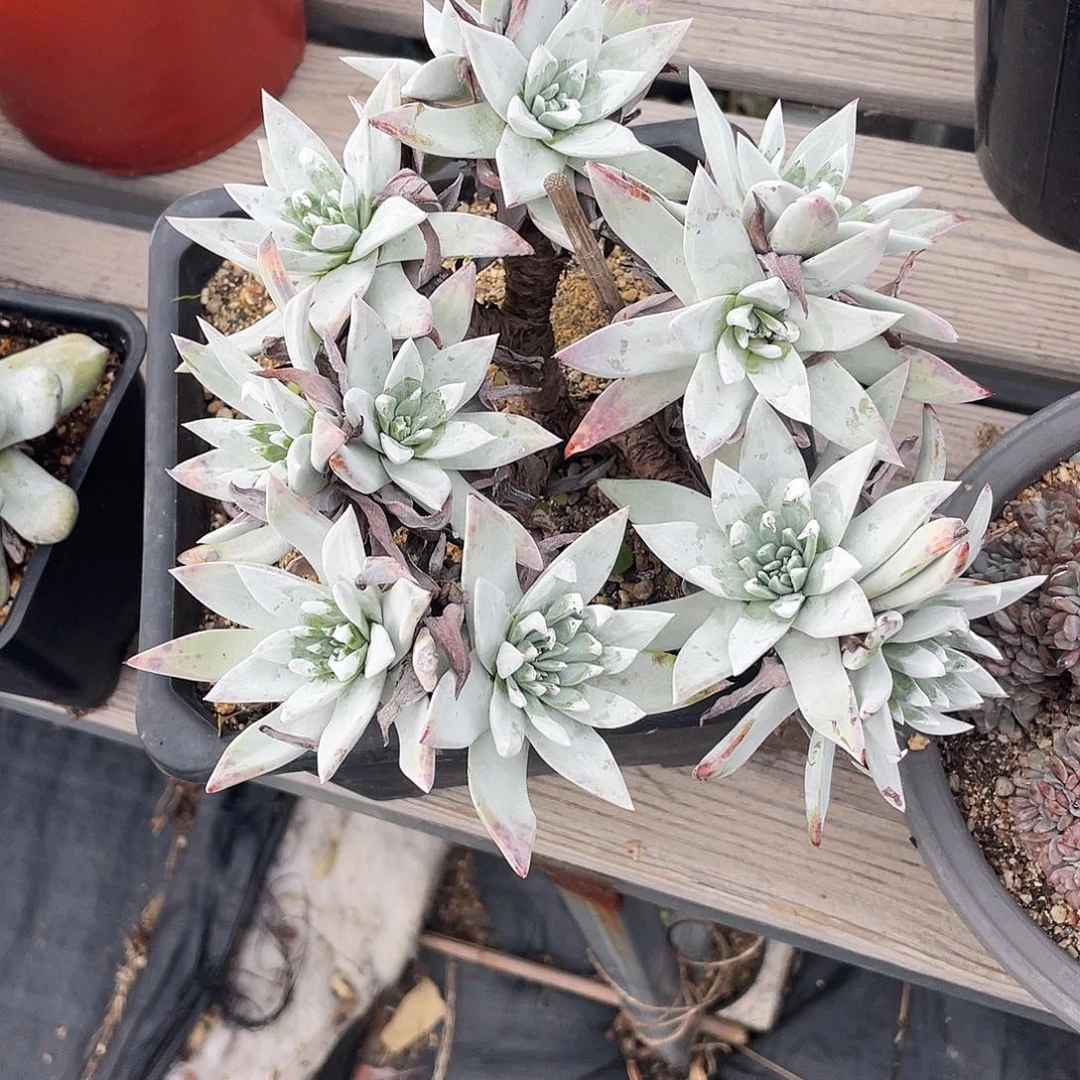 流丹白豪苹果叶仙女杯