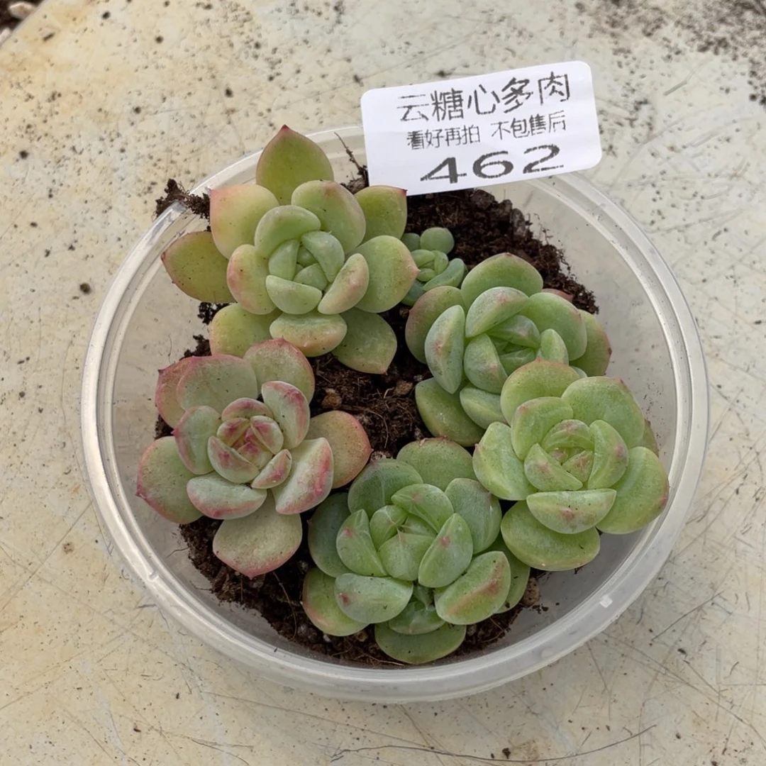 云糖心多肉植物462