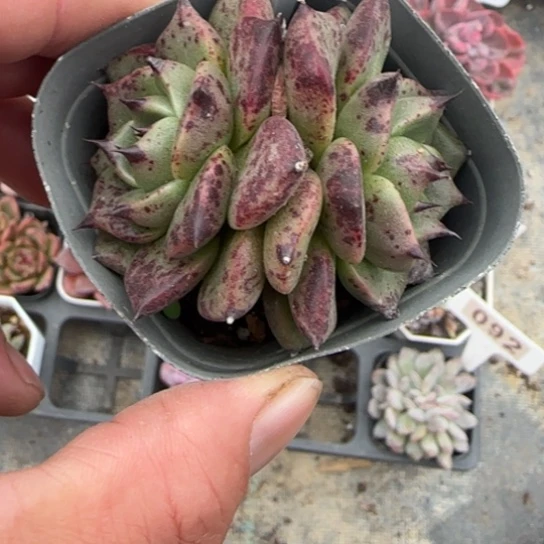 191万圣夜多肉植物多