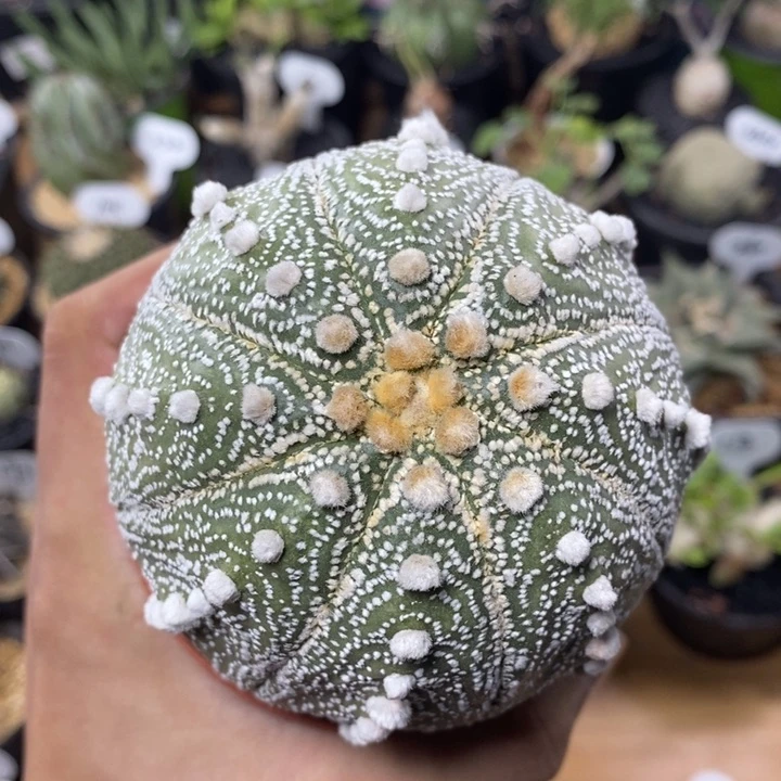 实生星兜130号9cm