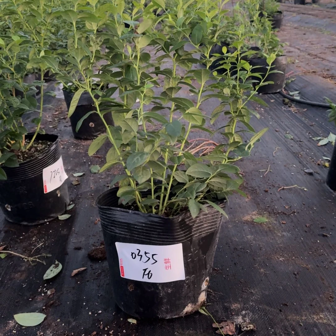 方***二超大钵F6一物一拍0355