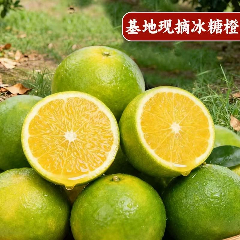 【云南哀牢山】青皮冰糖橙应季新鲜水果现摘现发清甜多汁