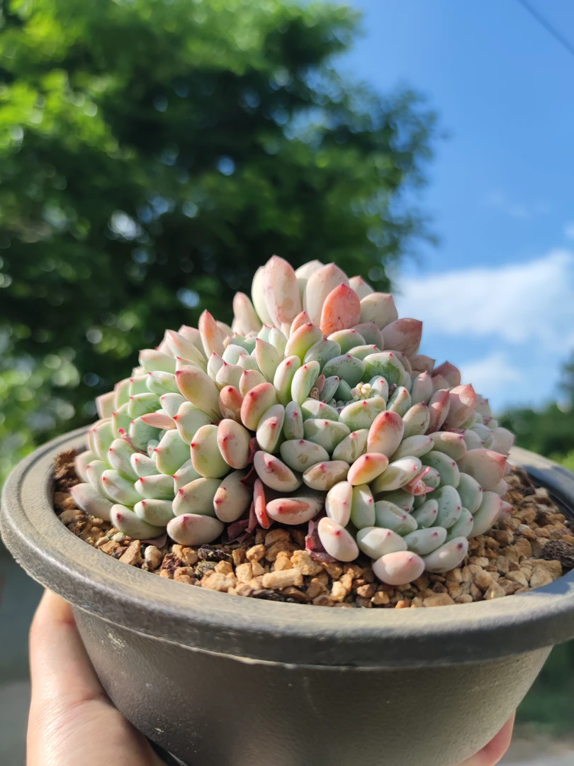 精品控养老桩雪爪