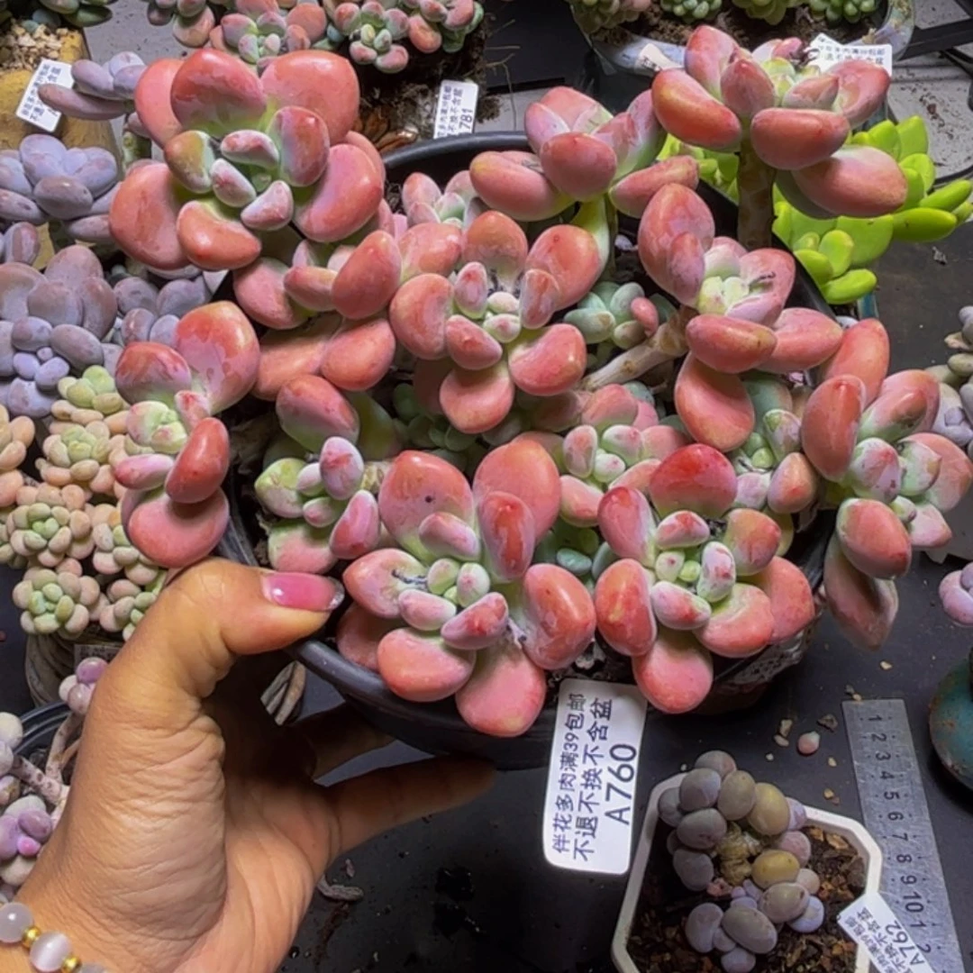 樱花洛神760/18cm多肉