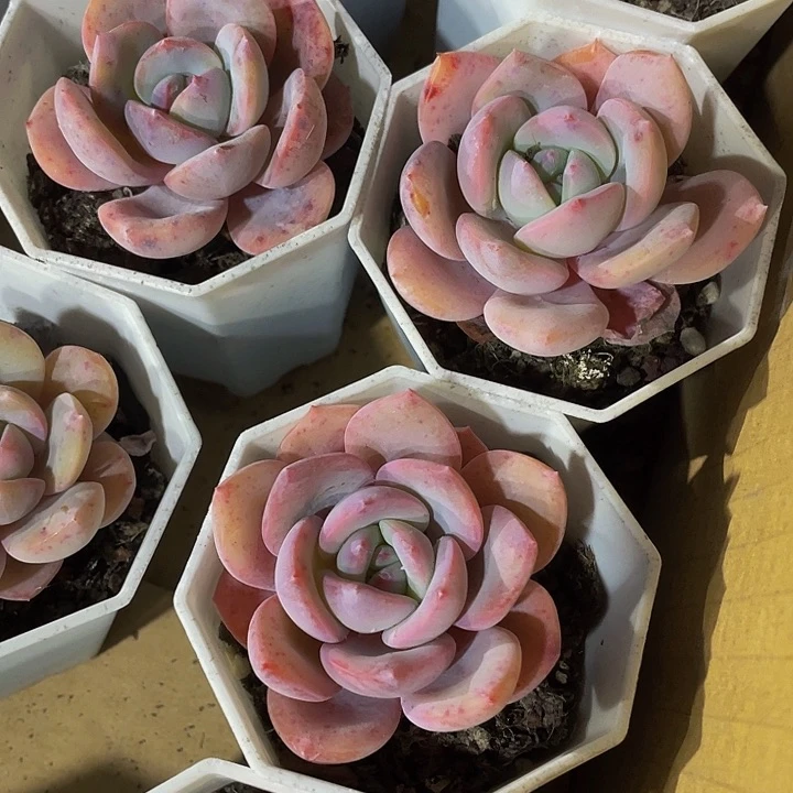 八角盆风城带盆土发