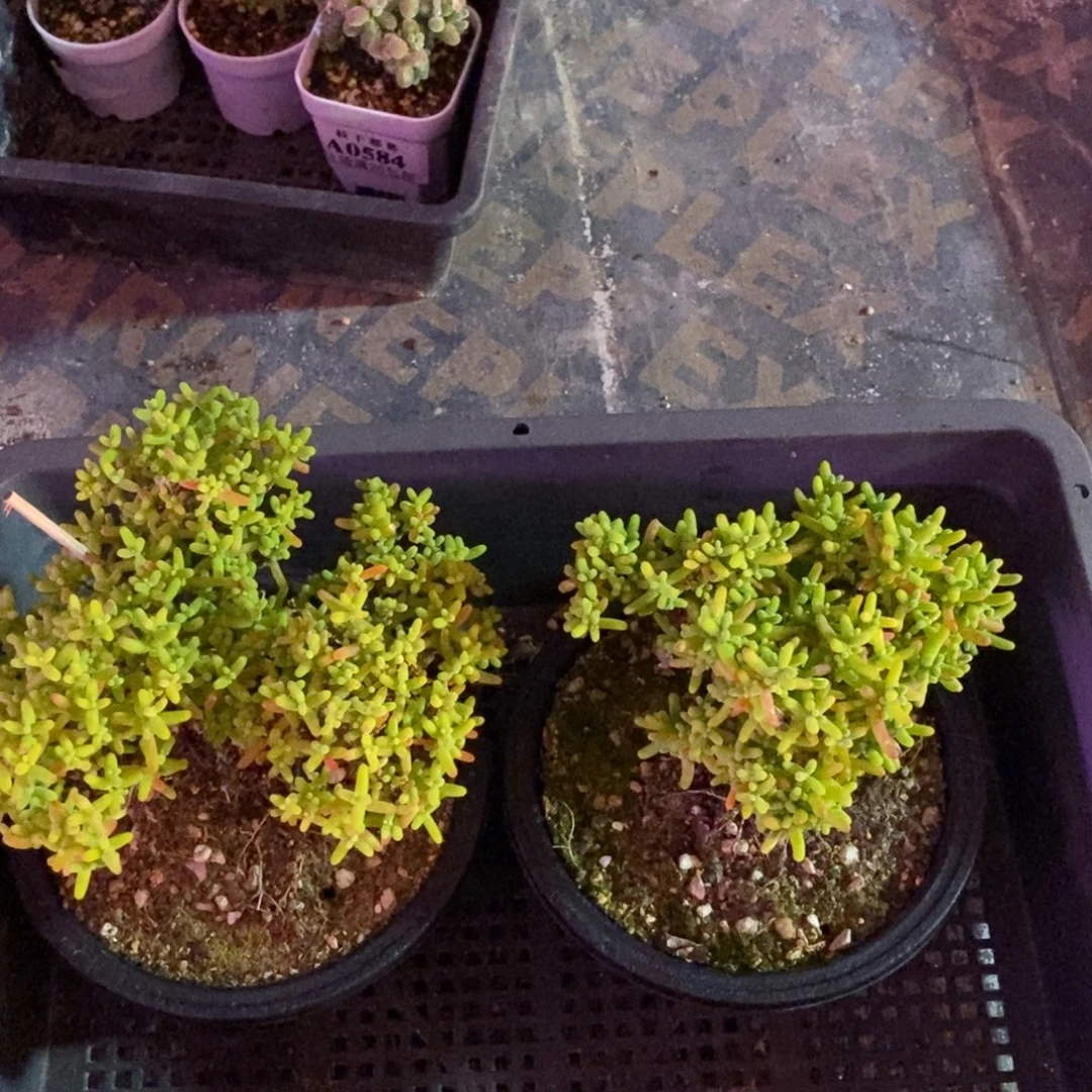 随****0627蜜橘 。