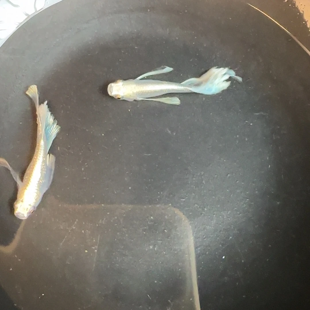 青鳉鱼长鳍天使之翼03