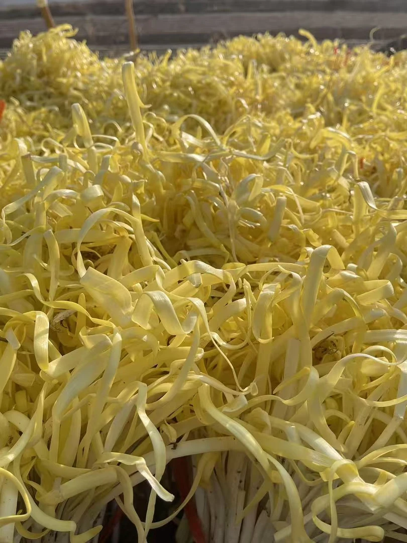 省外专拍/烫发卷毛张家大坪韭黄子俗称金皇后