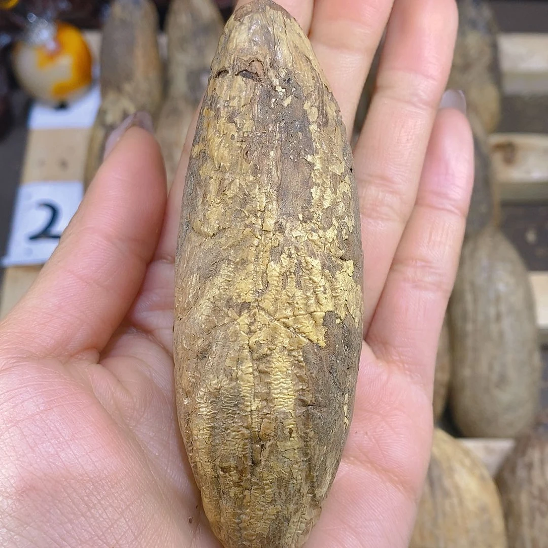 木菩提 千眼菩提补差价