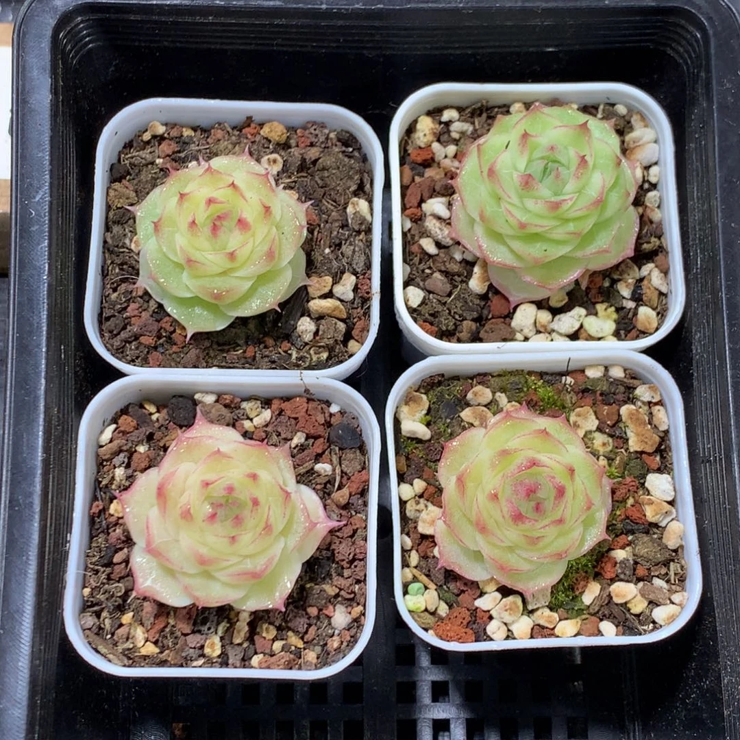 懒羊羊精品一物一拍
