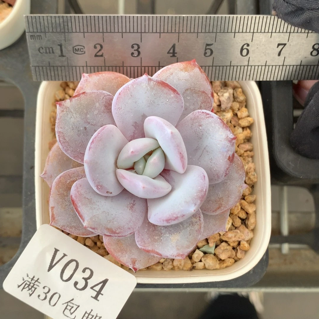 34。奶茶。带腿单头。