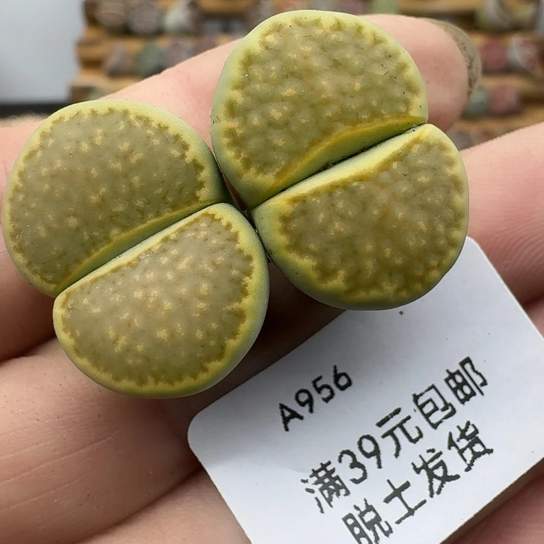 956多肉哈哈哈哈哈哈哈
