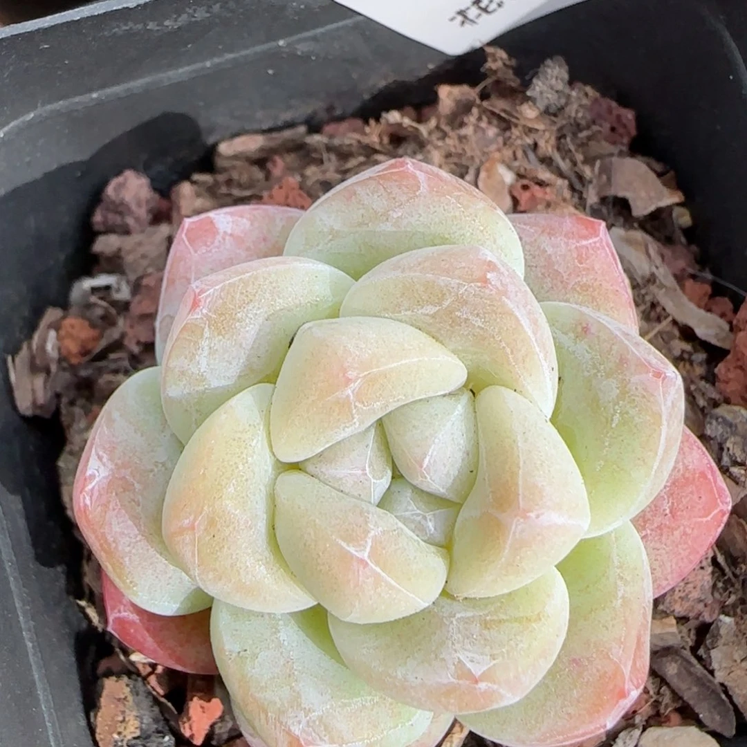 花语逸境0210-159