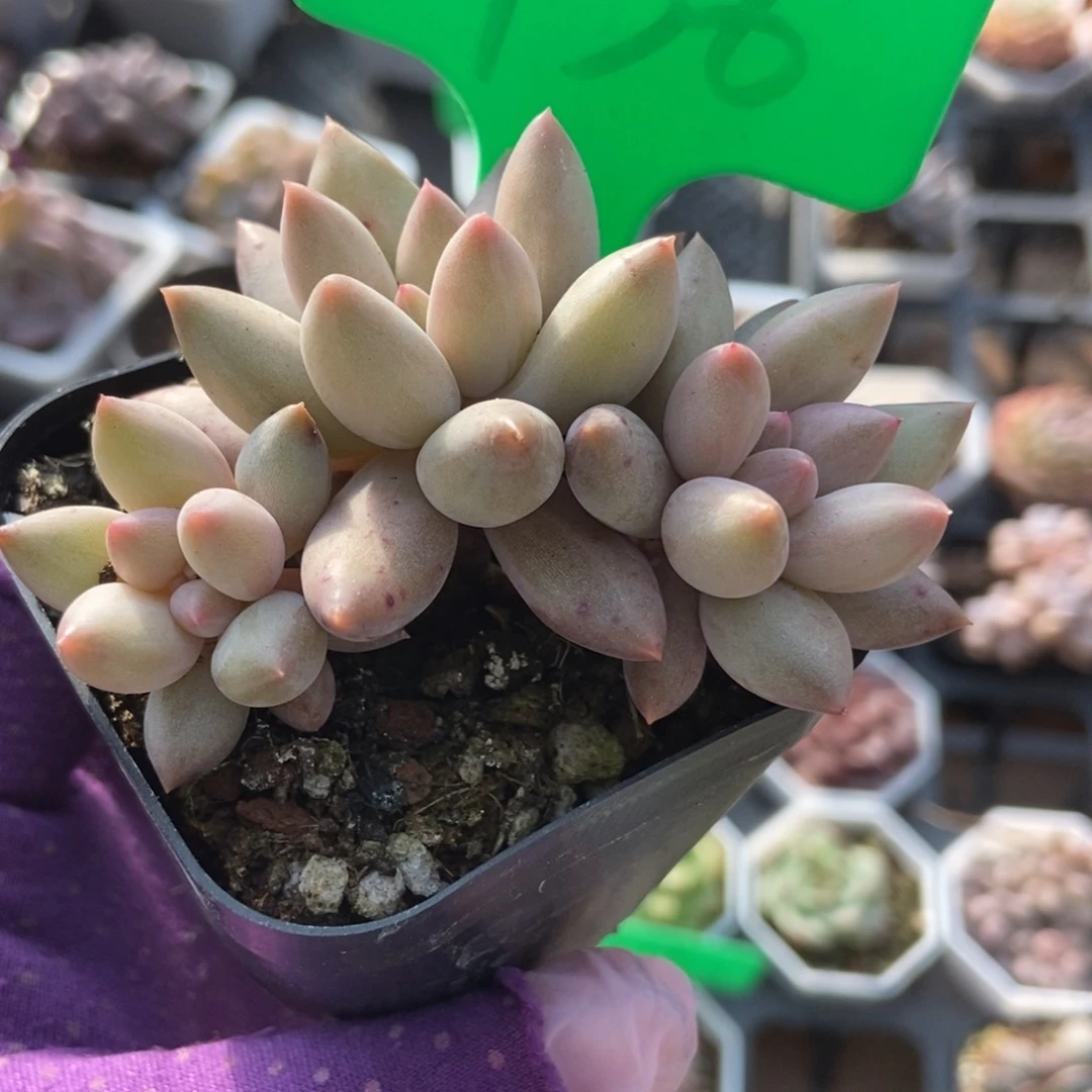 936水晶球多肉植物保护